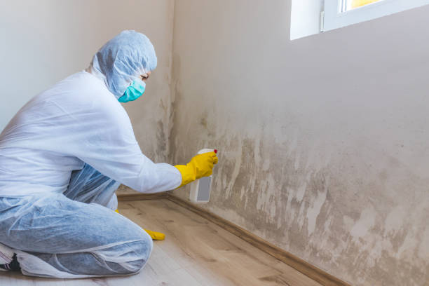 Professional mold removal team in Edgewater